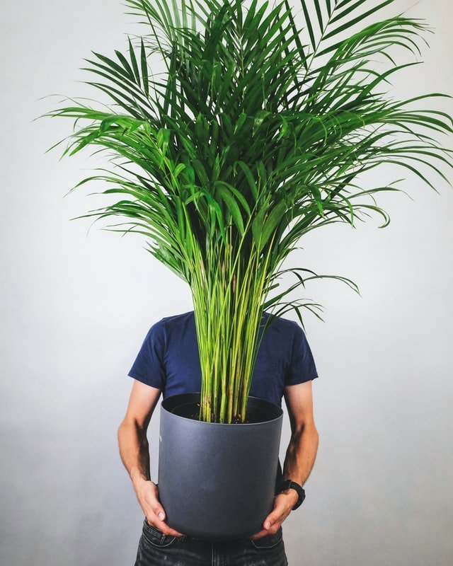 areca palm, areca palm care, indoor plant, houseplant