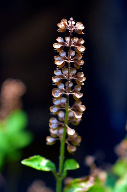 tulsi seeds, holy basil seeds