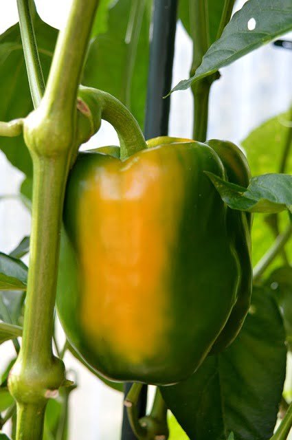 bell pepper, capsicum, how to grow capsicum, how to grow bell pepper, summer vegetable