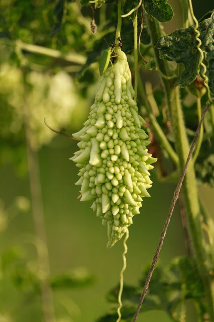 bitter gourd, how to grow bitter gourd, summer vegetables