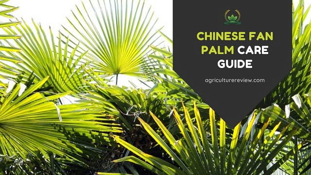 chinese fan palm care