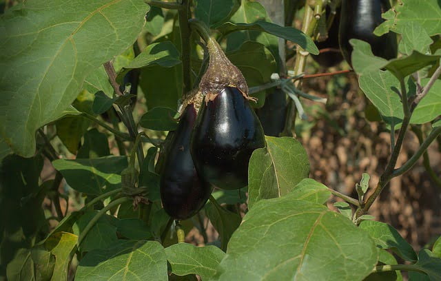 eggplant, brinjal, how to grow eggplant, summer vegetables