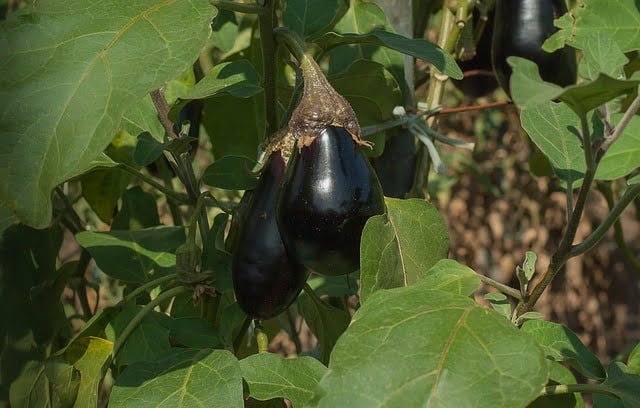 eggplant care, eggplant
