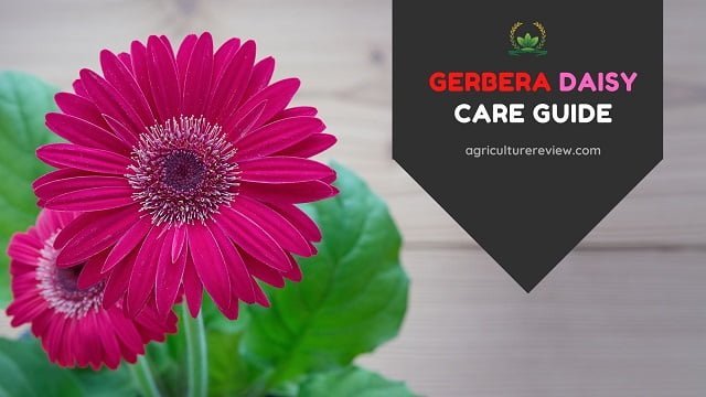 gerbera daisy care
