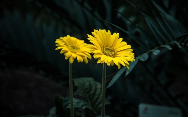 gerbera daisy flower, flowering plant