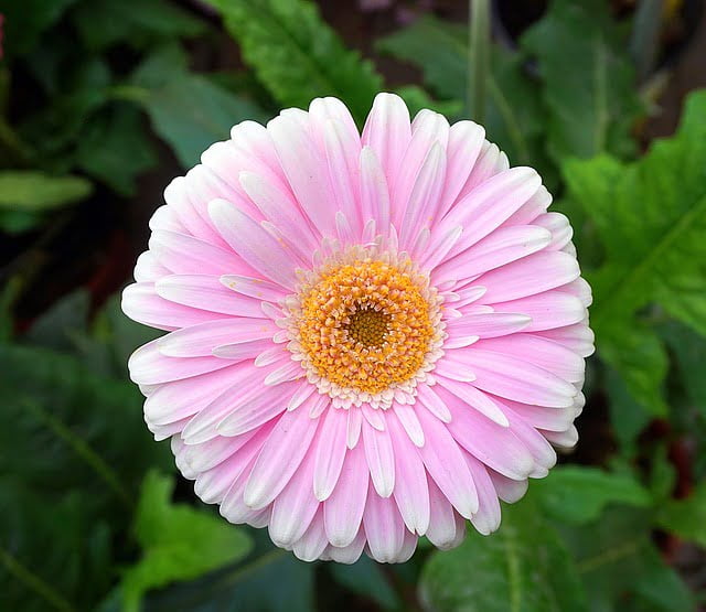 gerbera daisy plant, pink gerbera, gerbera flower