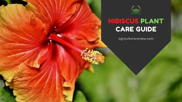 HIBISCUS CARE: How To Grow And Care For Hibiscus Flowering Plant