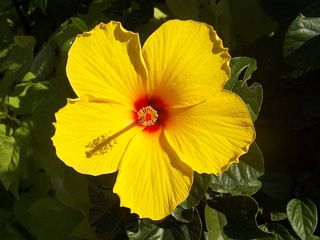 hibiscus flower