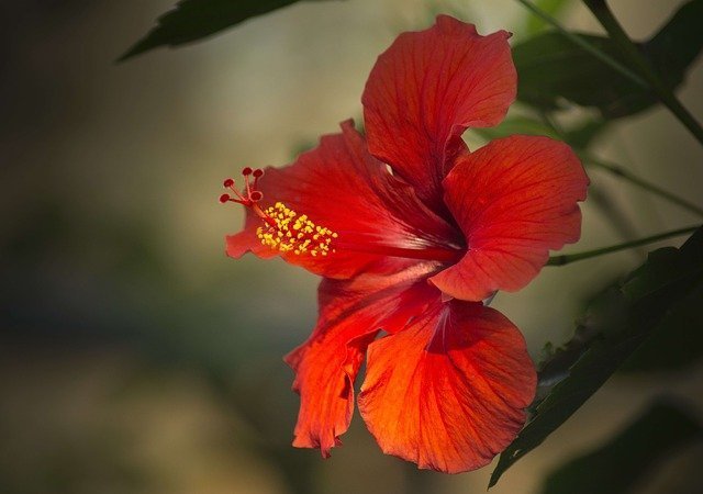 hibiscus plant