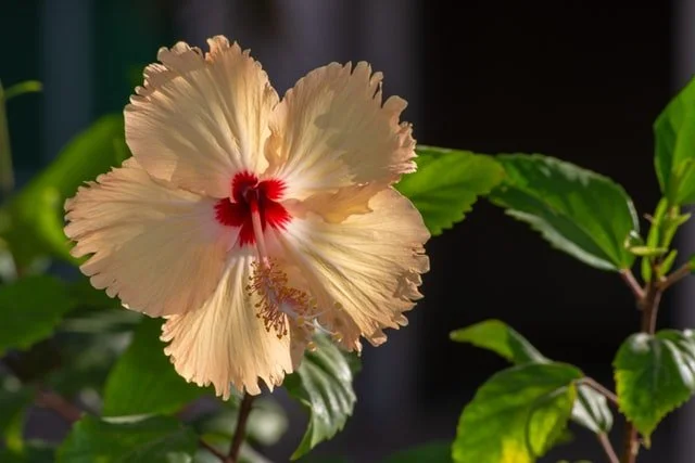 hibiscus, hibiscus plant, flowering plant, summer