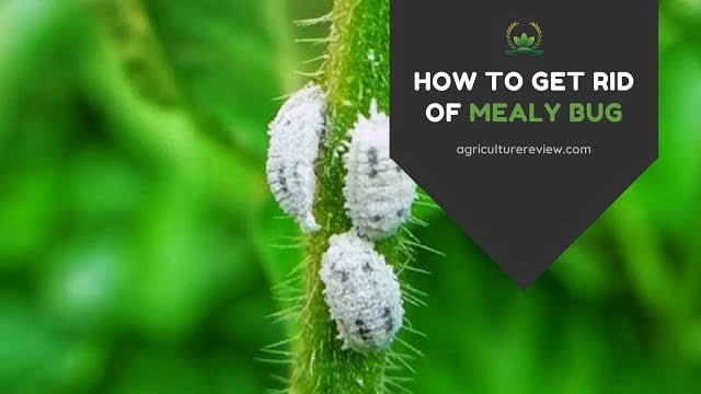 How To Get Rid Of MEALY Bug: The Best Way To Control Mealy Bugs