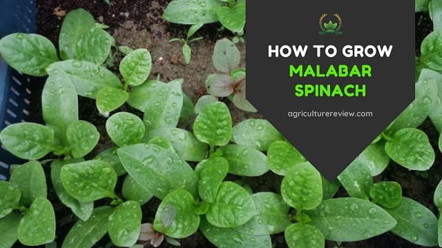 HOW TO GROW MALABAR SPINACH