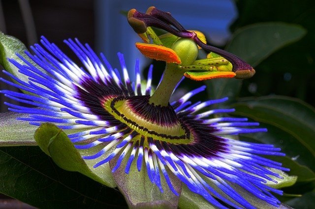 how to grow passion flower, passion flower, krishna kamal