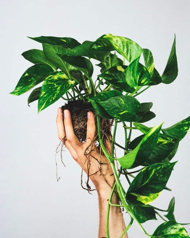 how to grow pothos, money plant, pothos care