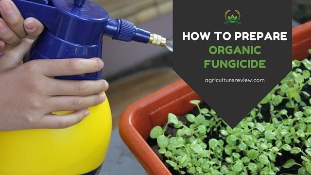 How to make ORGANIC FUNGICIDE for plants!
