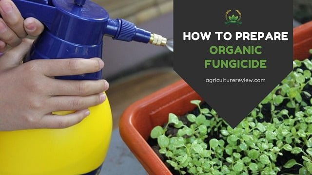 organic fungicide