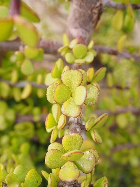 jade plant