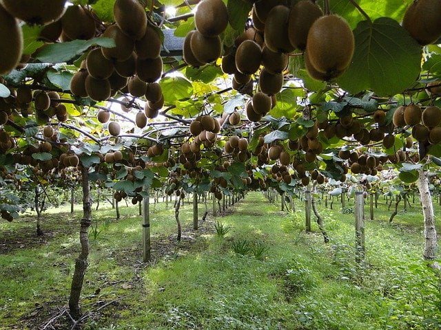 kiwi plantation, kiwi farming, kiwi orchard