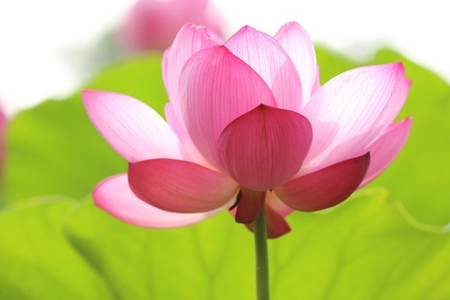 lotus flower, summer flower, lotus, sacred lotus, flowering plant
