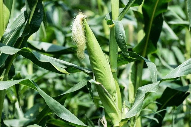 maize crop, origin of maize, economic importance, maize cultivation, agriculture review