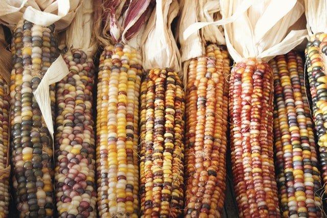 maize harvest, yield of maize, maize yield, maize crop, maize farming