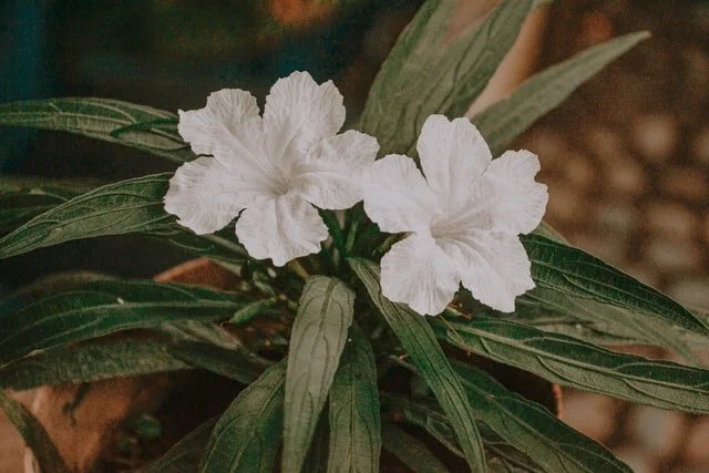 mexican petunia, flower