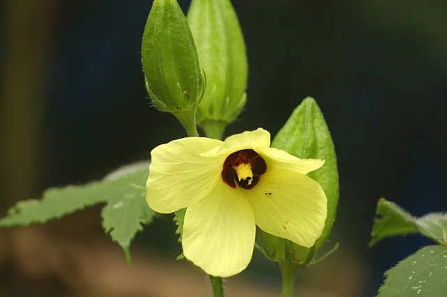plant, how to grow okra, summer vegetable