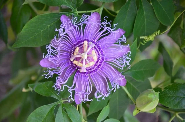 passion flower, krishna kamal, flowering plant