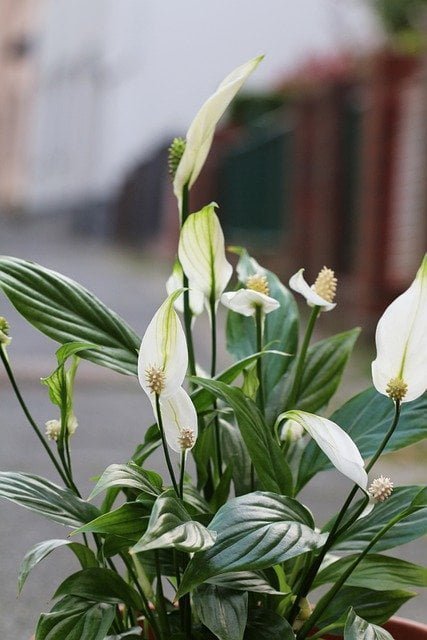 peace lily, peace lily care