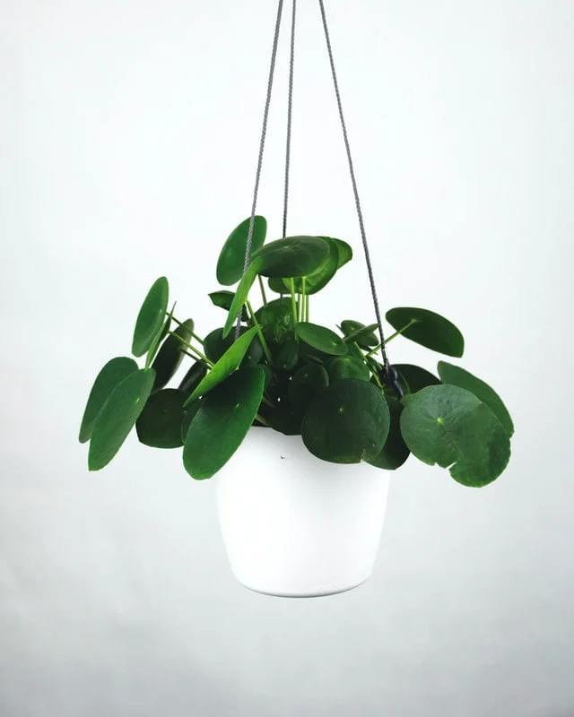 pilea