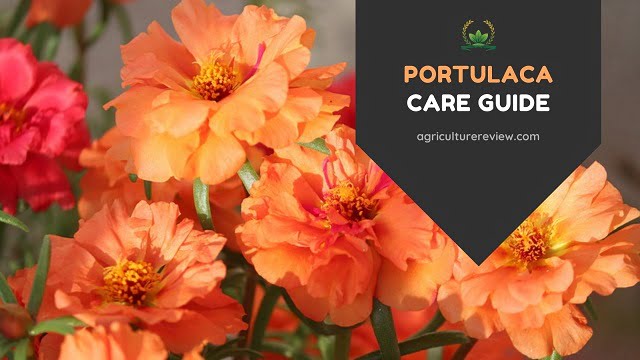 portulaca care guide