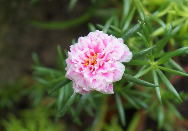 portulaca care, how to grow portulaca, 9 0 clock plant