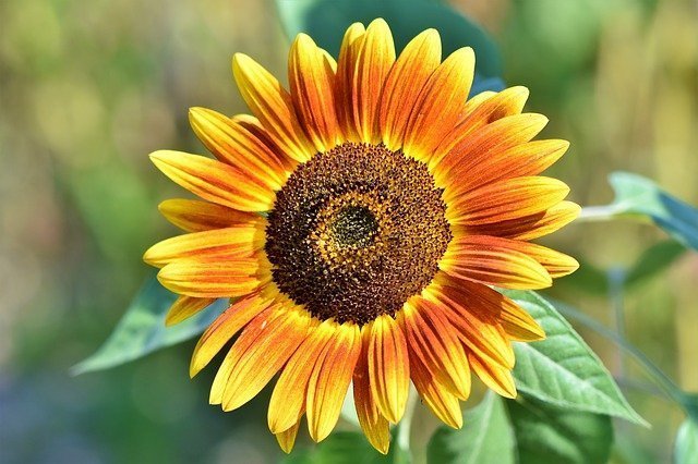 sunflower care, sunflower plant care, how to grow sunflower