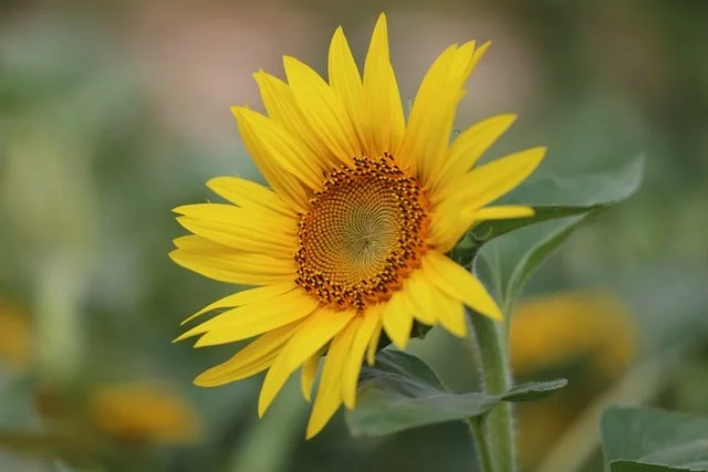 flower plant, summer, sunflower