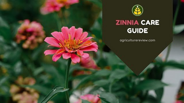 Zinnia Care Guide: How To Grow And Care For Zinnia Flowering Plant