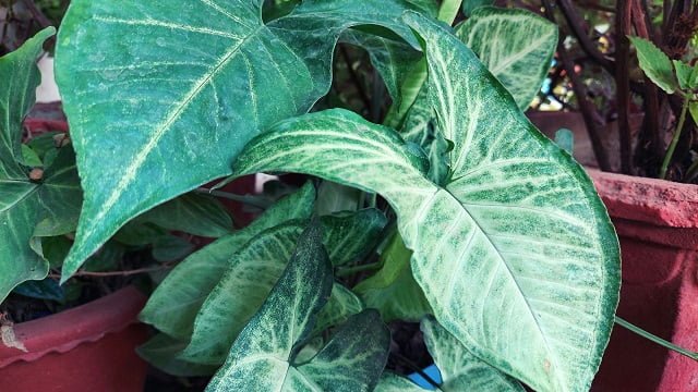 arrowhead plant, arrowhead plant care, arrowhead, houseplant, indoor plant