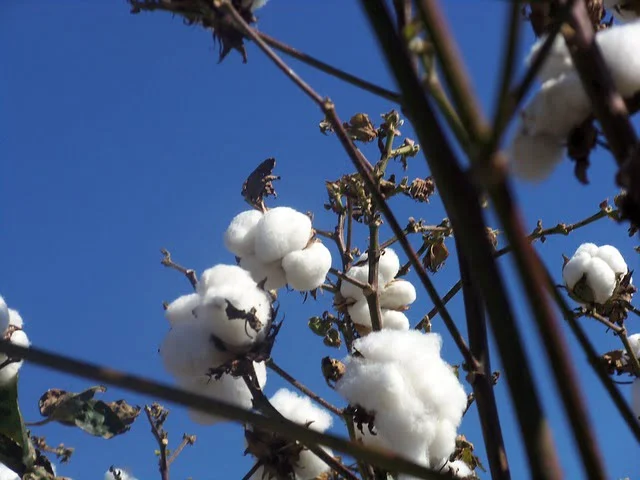 cotton crop, growing cotton, cotton farm, organic cotton, agriculture