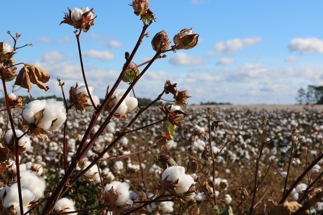 cotton farm, cotton crop, cotton cultivation, grow cotton, origin of cotton, how to grow cotton, cotton benefits