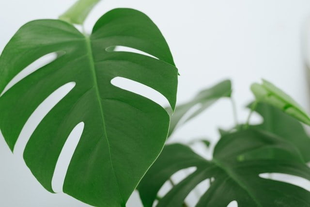 monstera leaf, monstera plant, monstera care, grow monstera