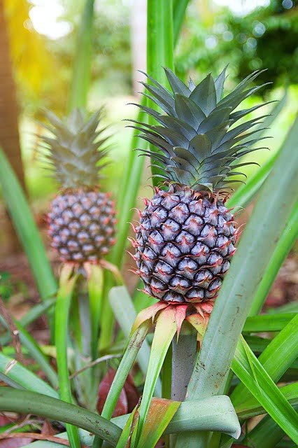 pineapple crop, pineapple farming, pineapple cultivation, agriculture review