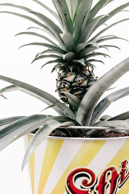 pineapple plant, pineapple fruit, pineapple plant care
