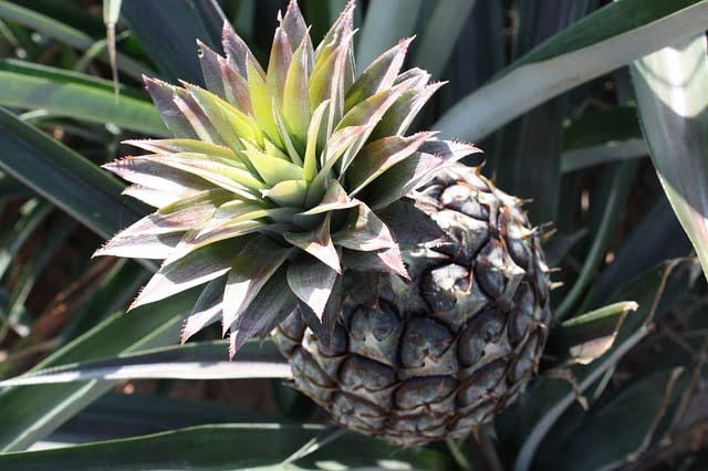 pineapple crop, pineapple ripening, farming, cultivation, fruit crop