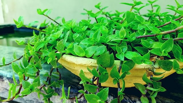 turtle vine plant, turtle vine care, turtle vine, houseplant, indoor plant