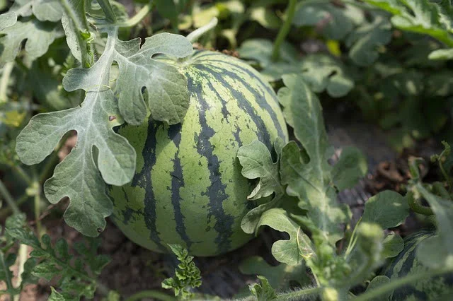 watermelon fruit, watermelon plant, growing watermelon, fruit plant, 