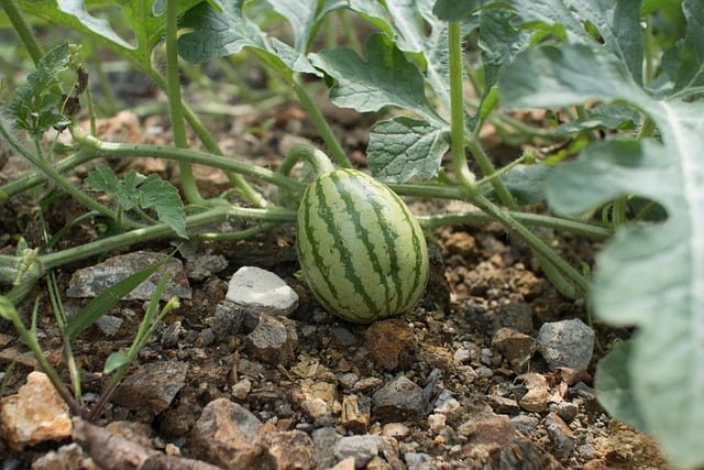 watermelon plant, watermelon plant care, how to grow watermelon, summer fruit, summer vegetable, fruit plant, gardening, agriculture review