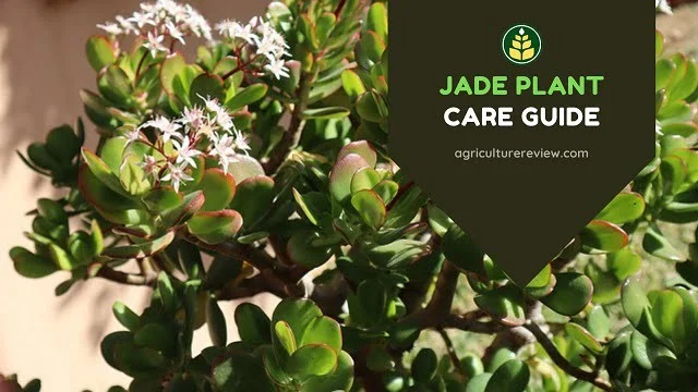 Jade-plant-care