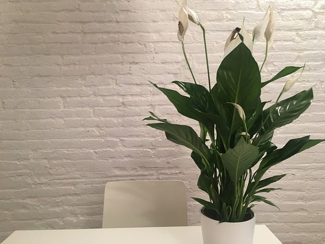 peace lily, houseplant, indoor plant 