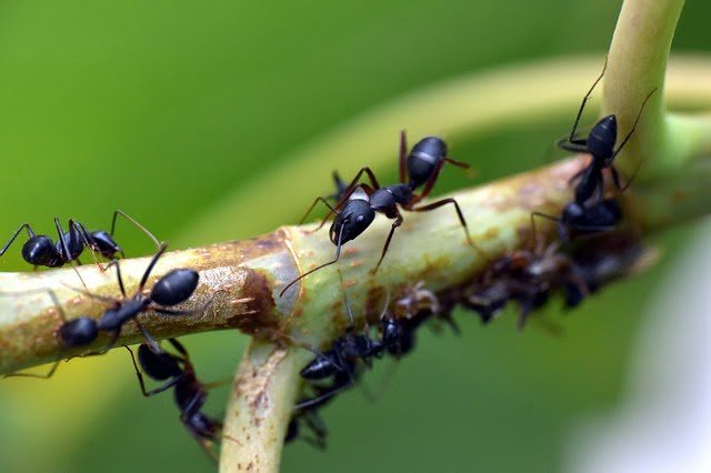 ants, ants in plants, how to save plants from ants