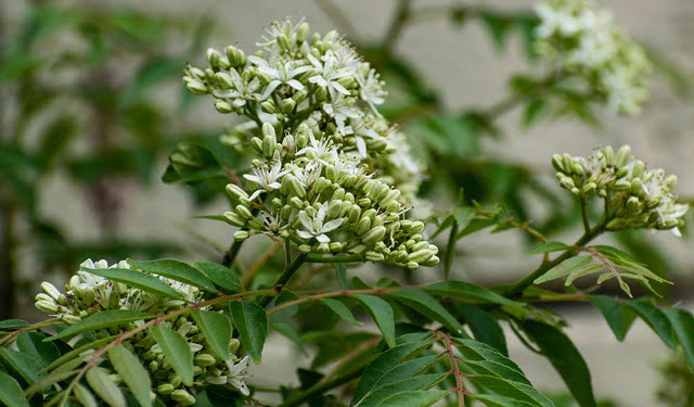 curry leaf flower, curry leaf plant care, how to grow curry leaves