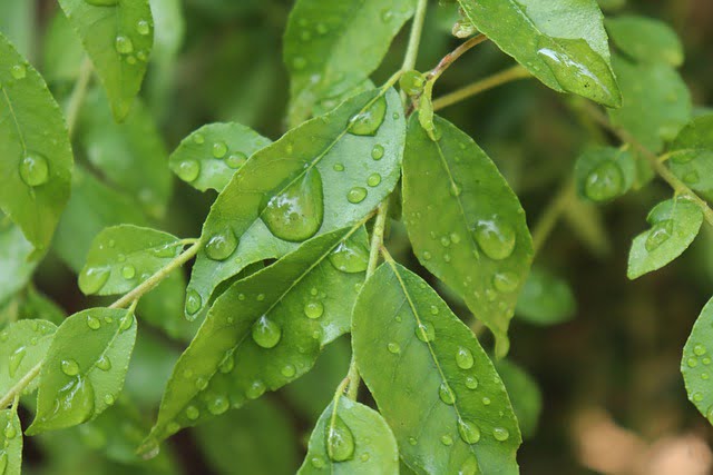 curry leaf plant, curry leaf, curry leaf plant care, how to grow curry leaves